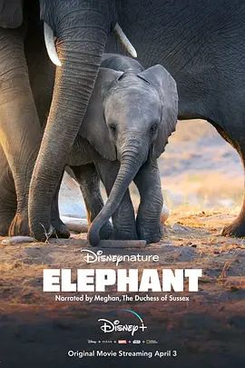 大象 Elephant(超清4K电影)-2020年-豆瓣评分:8.8(夸克资源)大象的世界(台) / 万象之家 / Éléphants(4KHDR杜比视界电影)