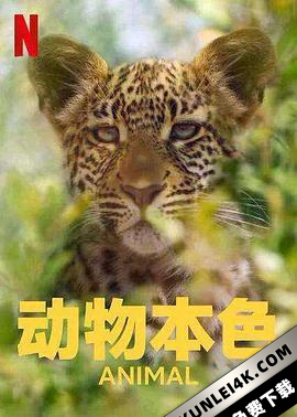 动物本色 第二季 Animal Season 2 (2022) / 动物大搜秘 / 海陆空动物王者 / Animal.2021.S02.2160p.NF.WEB-DL.x265.10bit.HDR.DDP5.1.Atmos-HONE[rartv]