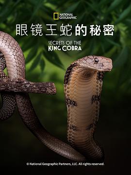 眼镜蛇的秘密(4K电影下载)Secrets of the King Cobra